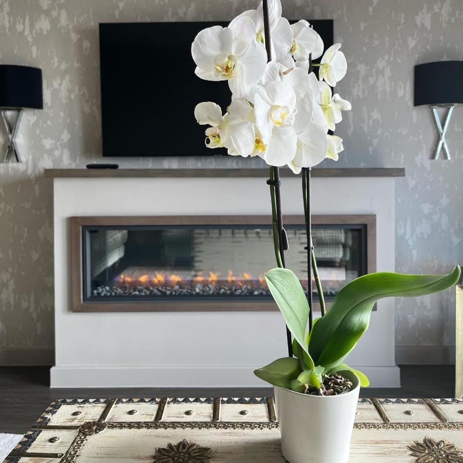 Boulevard Hotel Blackpool Exteriör bild A white orchid in a living room